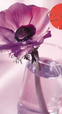 May flower